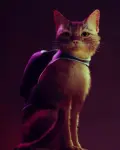 Stray