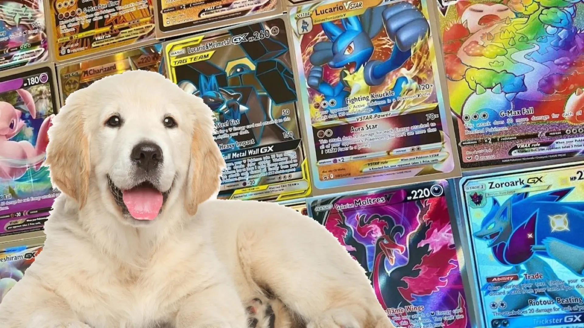 
         El mundo se ha vuelto loco: denuncian el intercambio de perros por cartas Pokémon en ciertos eventos 
    