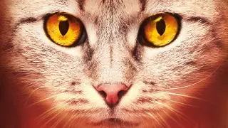 Los gatos guerreros: Amanecer