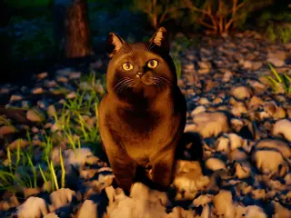 gato gordo