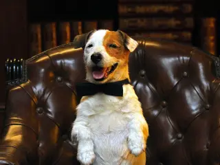 Pancho, el perro millonario (2014),