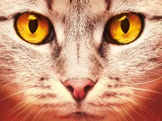 Los gatos guerreros: Amanecer