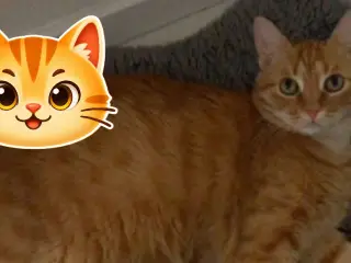 CatchCat