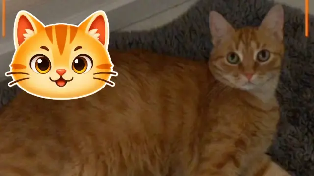 CatchCat