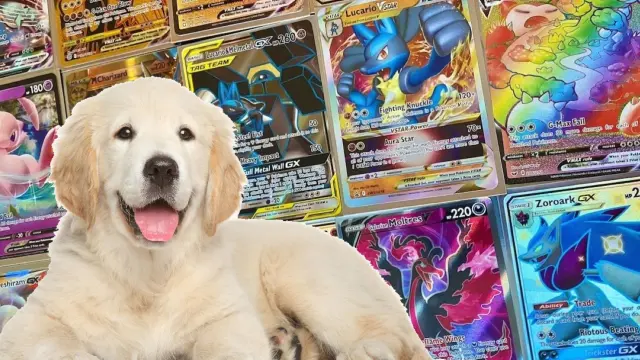 El intercambio de perros por cartas Pokémon existe... por desgracia