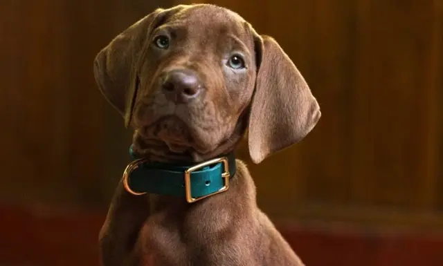 Scooby-Doo: Origins
