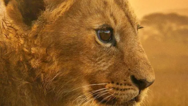 León